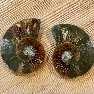 Ammonite Fossil Halves – Polished Interior with Iridescent Shell & Druzy Pockets